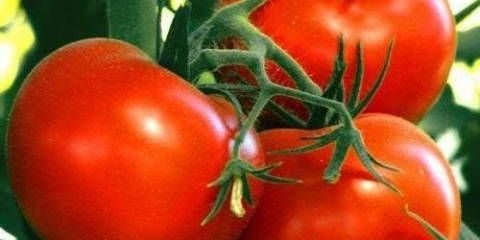 Boni paradajz m: recenzije, fotografije, prinos